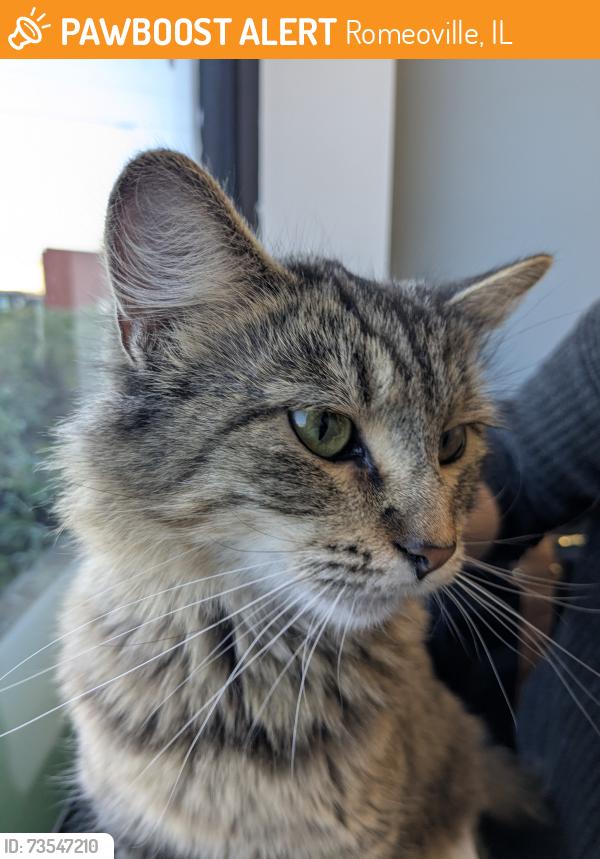 Found/Stray Female Cat last seen St Andrew's Church outside the office, Romeoville, Romeoville, IL 60446