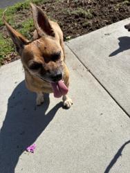 Found/Stray Male Dog last seen 56th st and Jaymills Ave, Long Beach, CA 90805