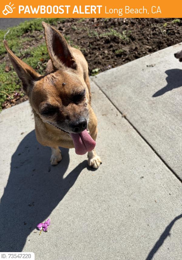 Found/Stray Male Dog last seen 56th st and Jaymills Ave, Long Beach, CA 90805