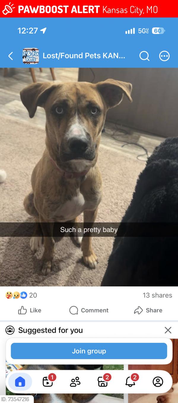 Lost Female Dog last seen 87th and Blue ridge, Kansas City, MO 64138