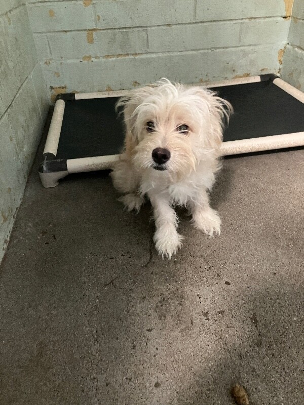 Shelter Stray Male Dog last seen Near Henry Long Blvd, Stockton, CA 95206, USA, 1575 S Lincoln St, Stockton, CA 95206, USA