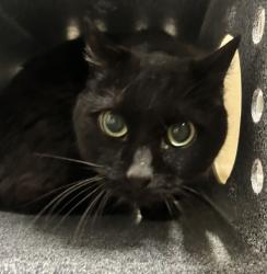 Shelter Stray Female Cat last seen Near S 200 E, Clearfield, UT 84015, USA, 1422 E 600 N, Fruit Heights, UT 84037, USA