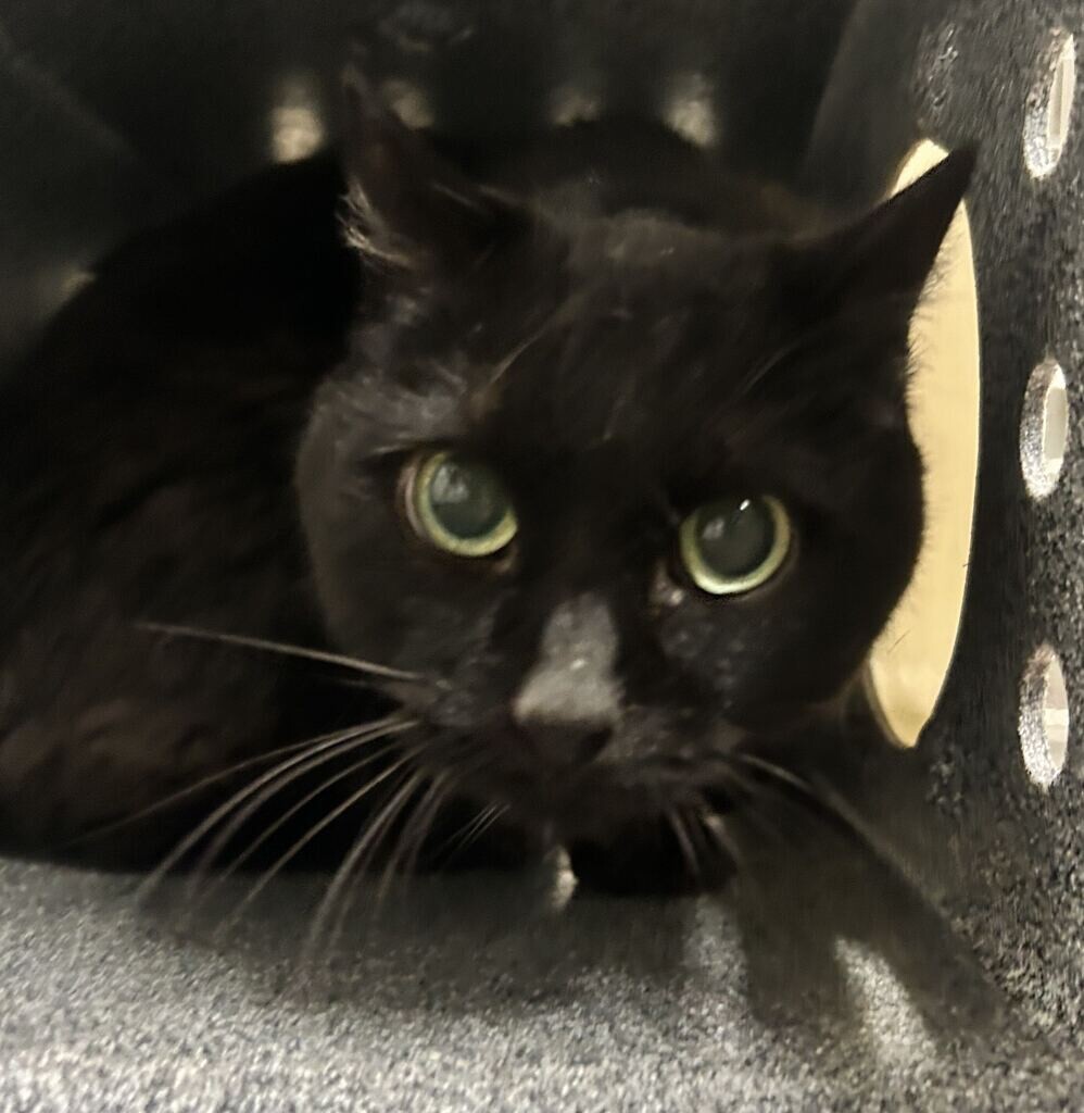 Shelter Stray Female Cat last seen Near S 200 E, Clearfield, UT 84015, USA, 1422 E 600 N, Fruit Heights, UT 84037, USA