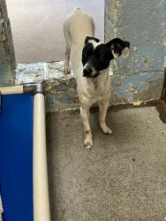 Shelter Stray Female Dog last seen Lever Blvd, Stockton, CA 95206, USA, 1575 S Lincoln St, Stockton, CA 95206, USA