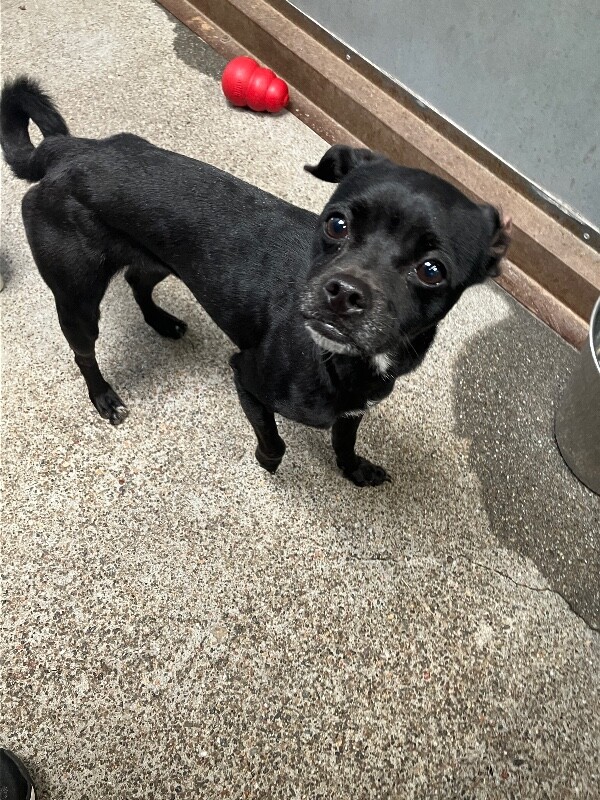 Shelter Stray Female Dog last seen Lever Blvd, Stockton, CA 95206, USA, 1575 S Lincoln St, Stockton, CA 95206, USA
