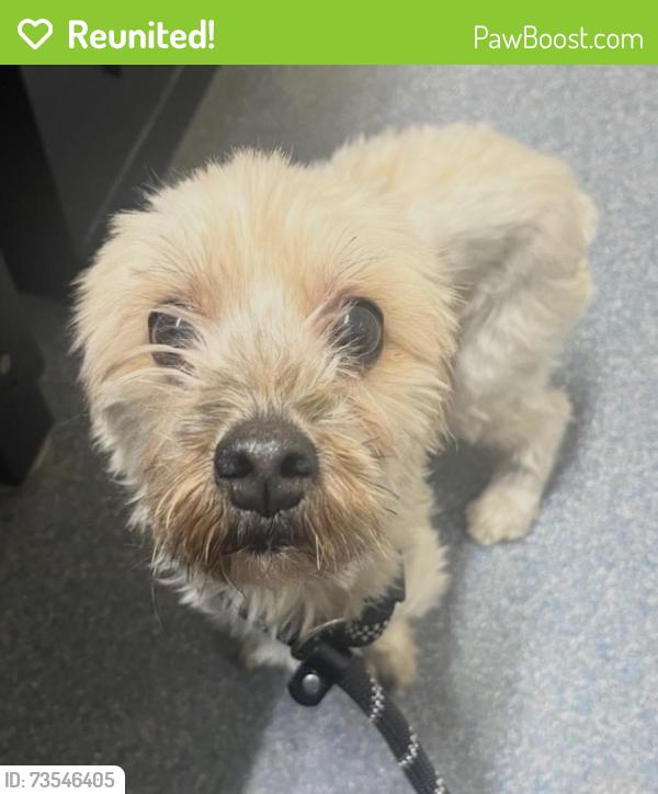 Reunited Female Dog last seen Clifton Ave & 3rd St, Clifton, NJ 07011