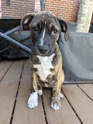 Found/Stray Female Dog last seen Grant Meadows subdivision in Cyprese, Houston, TX 77429