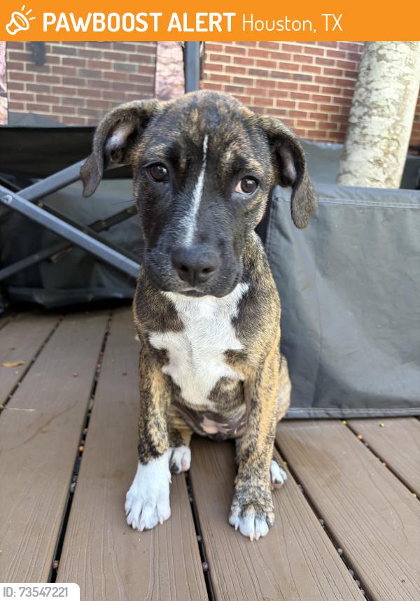 Found/Stray Female Dog last seen Grant Meadows subdivision in Cyprese, Houston, TX 77429