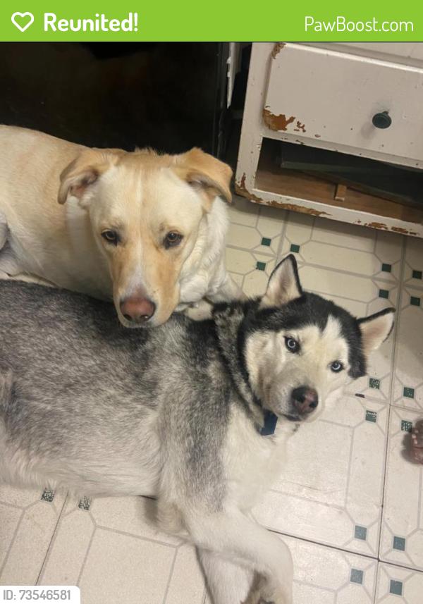 Reunited Male Dog last seen 36th and Harvest, Lawrence, IN 46226