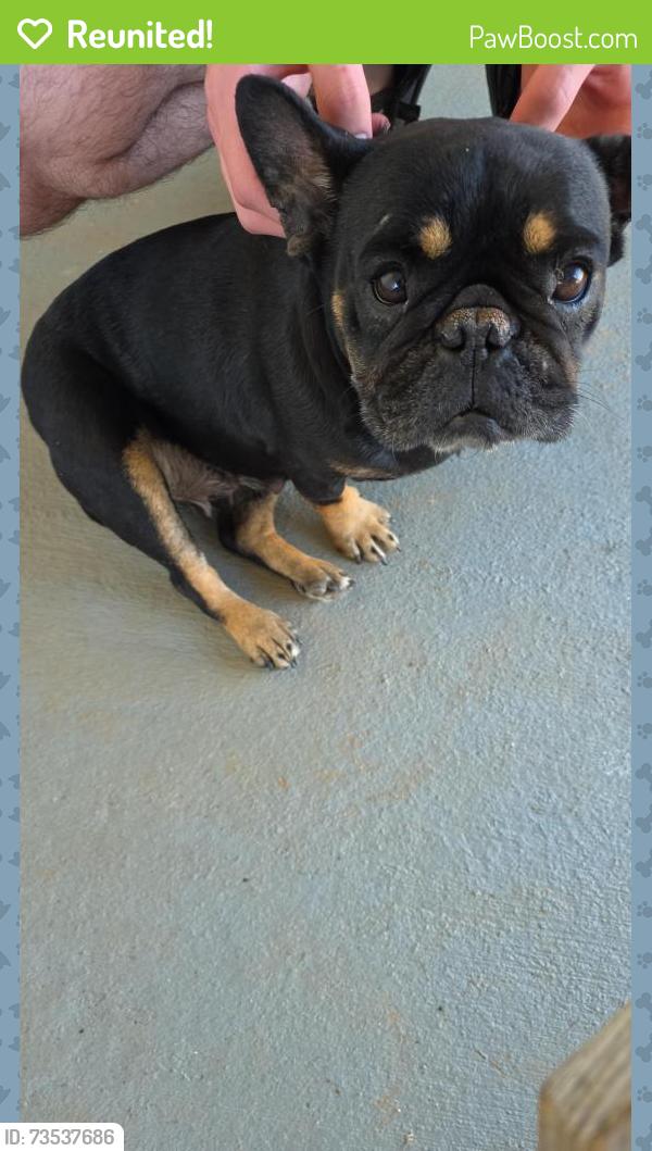 Reunited Female Dog last seen C and B Farm Rd, Conover, NC 28613