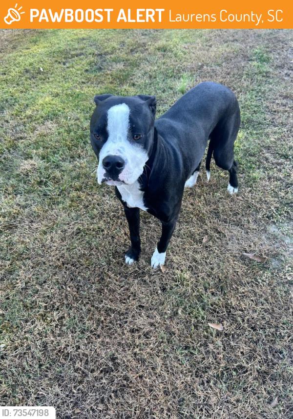 Found/Stray Male Dog last seen Thompson Road and Reedy Creek Road, Fountain Inn, SC, Laurens County, SC 29644