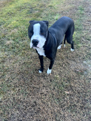 Found/Stray Male Dog last seen Thompson Road and Reedy Creek Road, Fountain Inn, SC, Laurens County, SC 29644