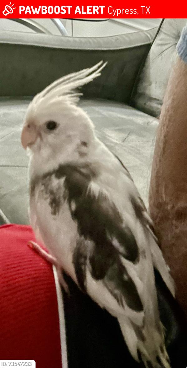 Lost Male Bird last seen Miramesa Drive, Cypress, TX 77433
