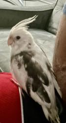 Lost Male Bird last seen Miramesa Drive, Cypress, TX 77433