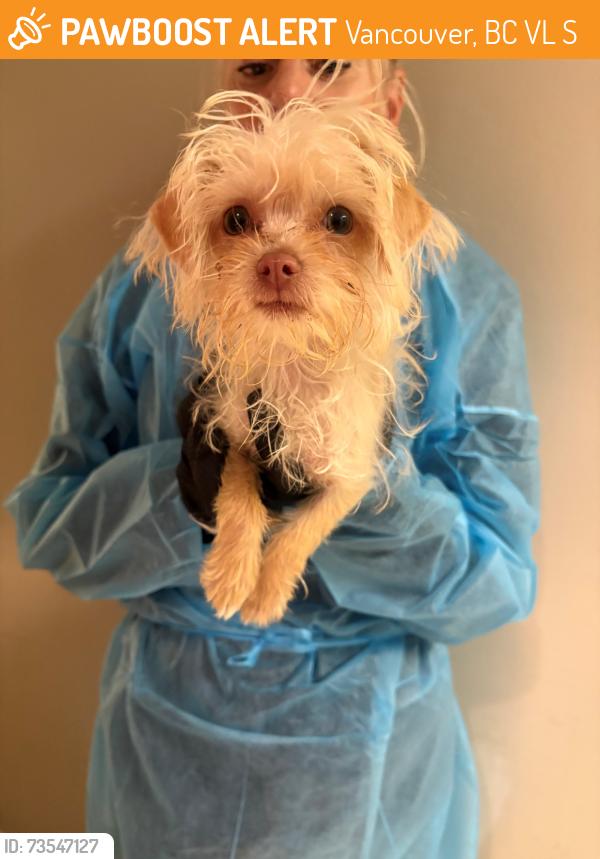 Found/Stray Male Dog last seen E 1st Av and woodland drive, Vancouver, BC V5L 3S9