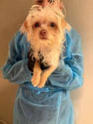 Found/Stray Male Dog last seen E 1st Av and woodland drive, Vancouver, BC V5L 3S9