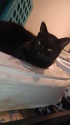 Lost Male Cat last seen Near s Sheridan, Tacoma, WA 98444