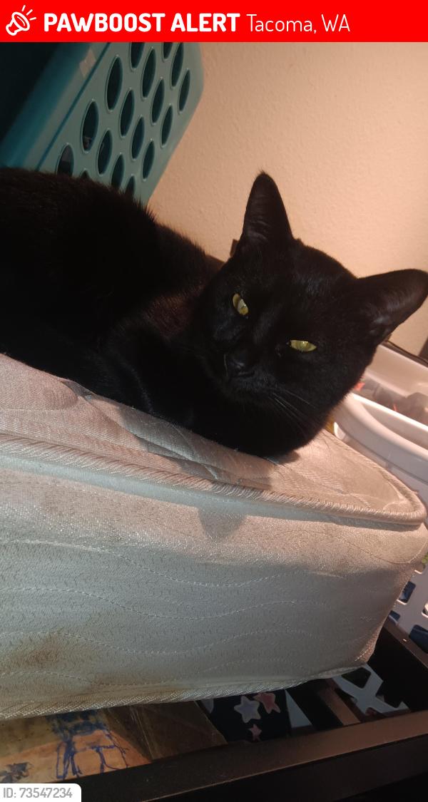 Lost Male Cat last seen Near s Sheridan, Tacoma, WA 98444