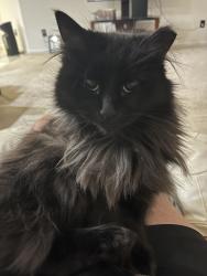 Reunited Female Cat last seen Sulphur gulch trail, Parker, CO 80138