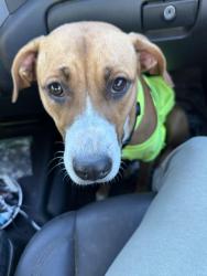 Found/Stray Female Dog last seen Creekside rv park GrandBay Wilmer rd, Grand Bay, AL 36541