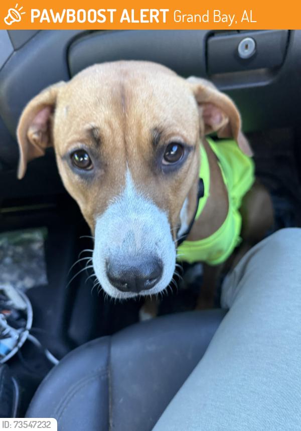 Found/Stray Female Dog last seen Creekside rv park GrandBay Wilmer rd, Grand Bay, AL 36541