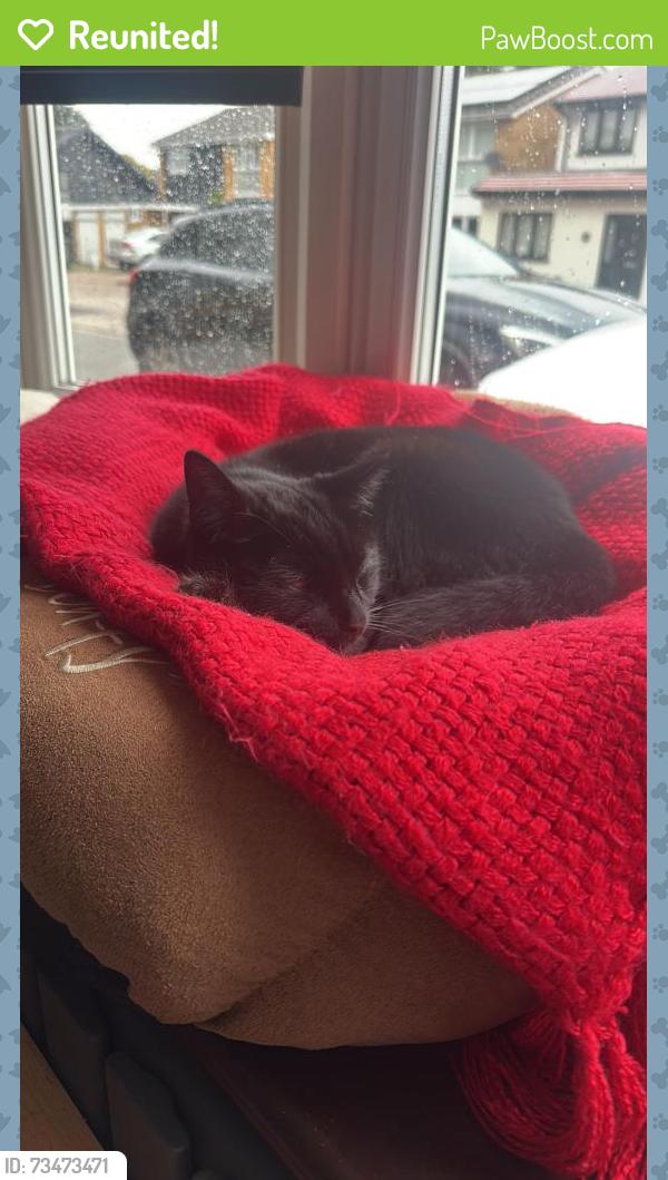 Reunited Male Cat last seen Langland Drive and Evelin Drive, Greater London, England HA5 4SA