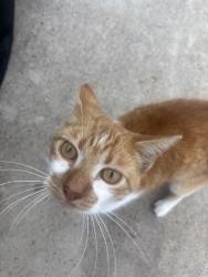 Lost Male Cat last seen mcdonalds, Weslaco, TX 78599