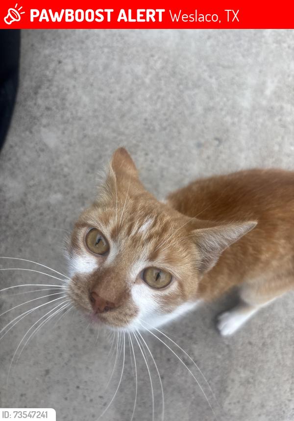 Lost Male Cat last seen mcdonalds, Weslaco, TX 78599