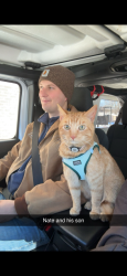 Lost Male Cat last seen Idlewood drive, Greensboro, NC 27408