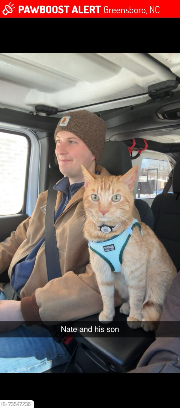 Lost Male Cat last seen Idlewood drive, Greensboro, NC 27408