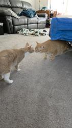 Reunited Female Cat last seen Wilson Blvd., Eagleville, PA 19403