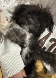 Reunited Female Dog last seen Near Zalat Pizza, Across from UNT Denton, Denton, TX 76201