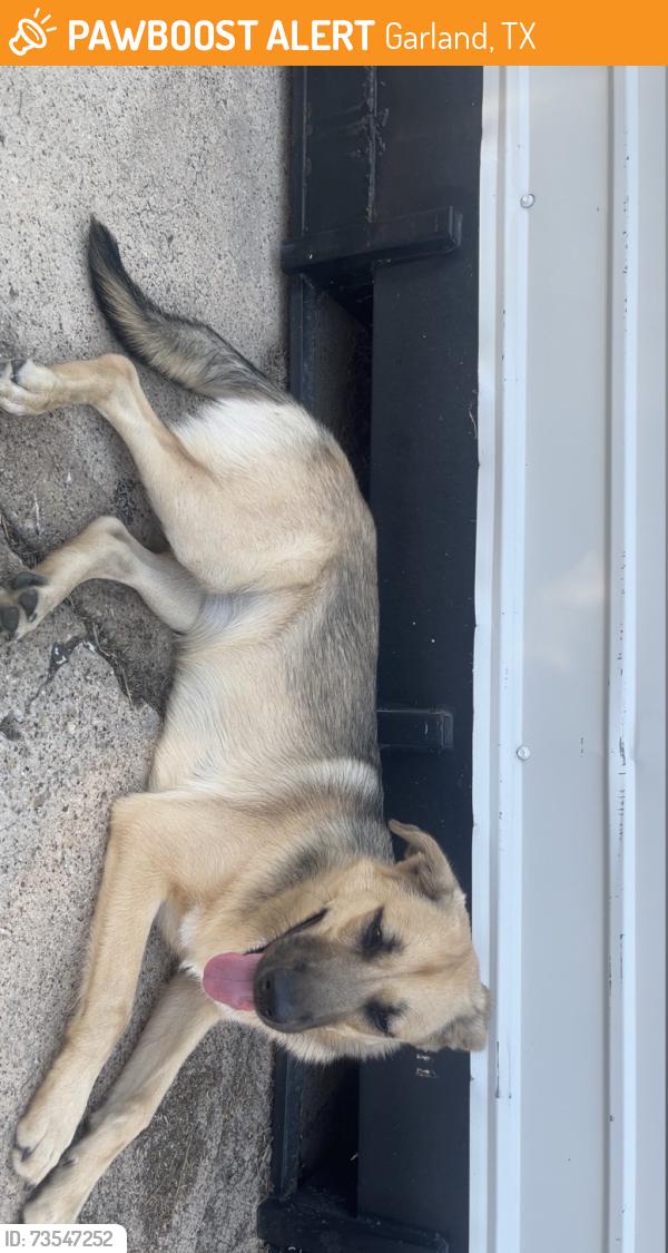 Found/Stray Female Dog last seen Not sure, Garland, TX 75042
