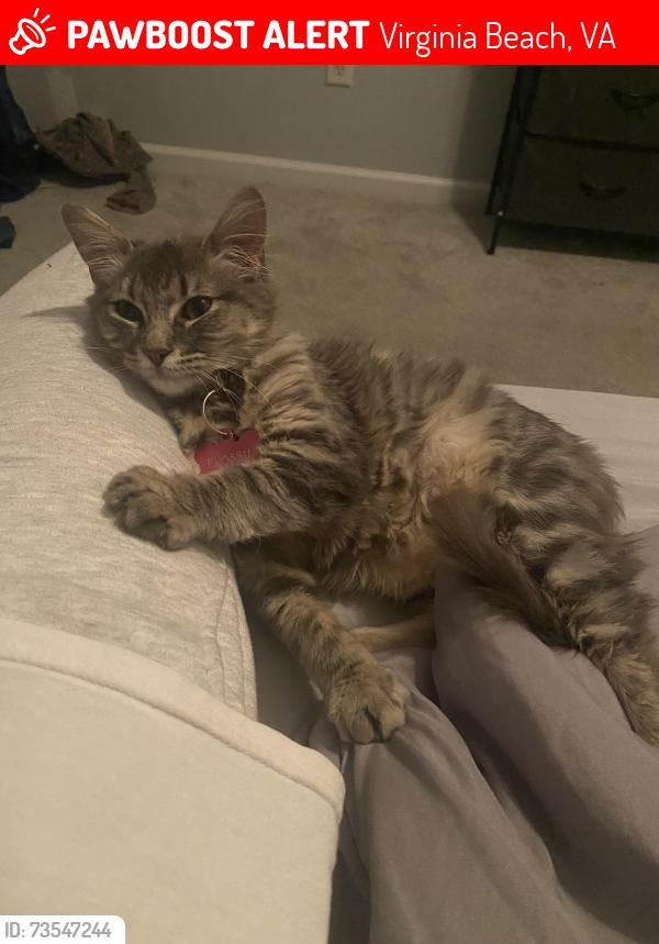 Lost Female Cat last seen Bonnie Rd, Virginia Beach, VA 23462