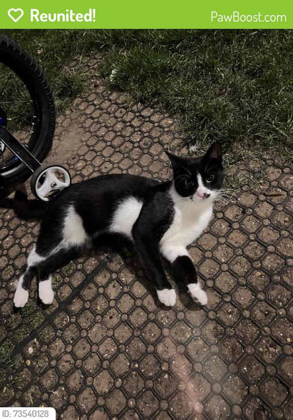 Reunited Female Cat last seen Forest Gate Police Station, Green street, Greater London, England E7 8BS
