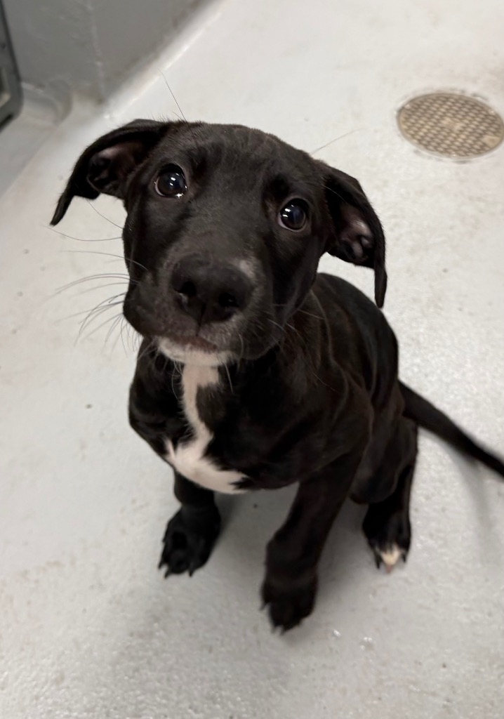 Shelter Stray Female Dog last seen Midwest City, 8485 E Reno Ave, Midwest City, OK 73110, USA
