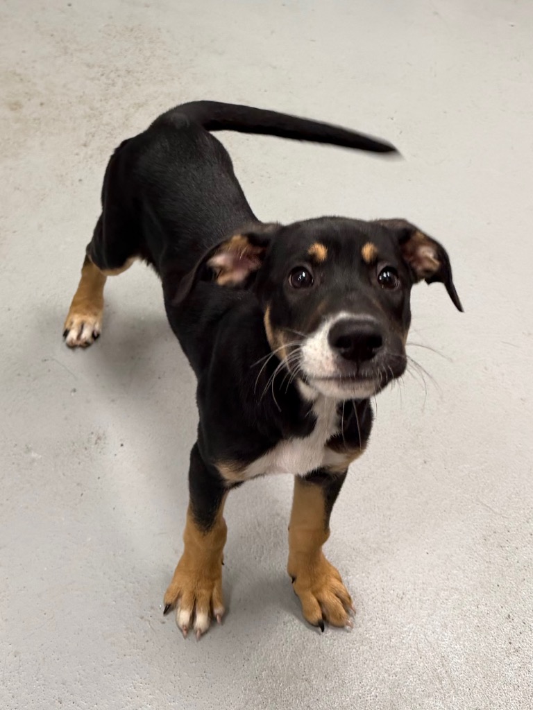 Shelter Stray Female Dog last seen Midwest City, 8485 E Reno Ave, Midwest City, OK 73110, USA