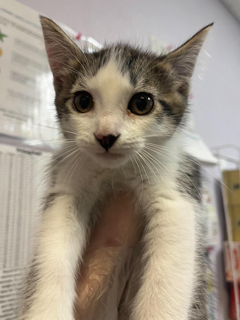 Shelter Stray Male Cat last seen Bexar County, 3353 Morningside Dr, New Braunfels, TX 78132, USA