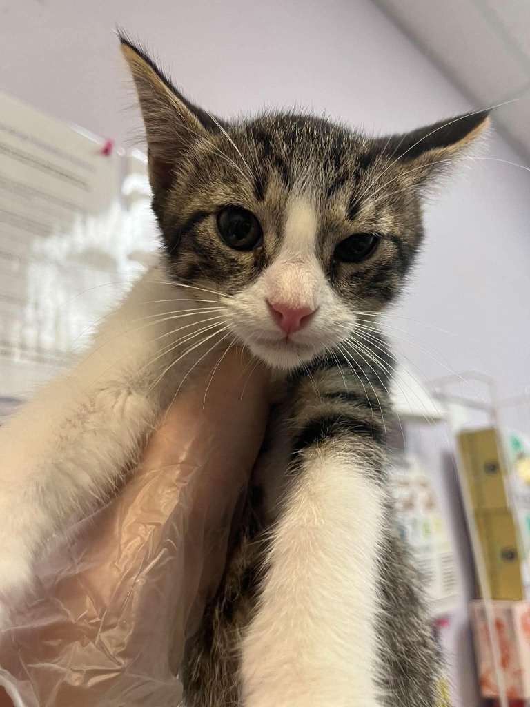 Shelter Stray Male Cat last seen Bexar County, 3353 Morningside Dr, New Braunfels, TX 78132, USA