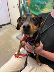 Shelter Stray Female Dog last seen Bexar County, 3353 Morningside Dr, New Braunfels, TX 78132, USA