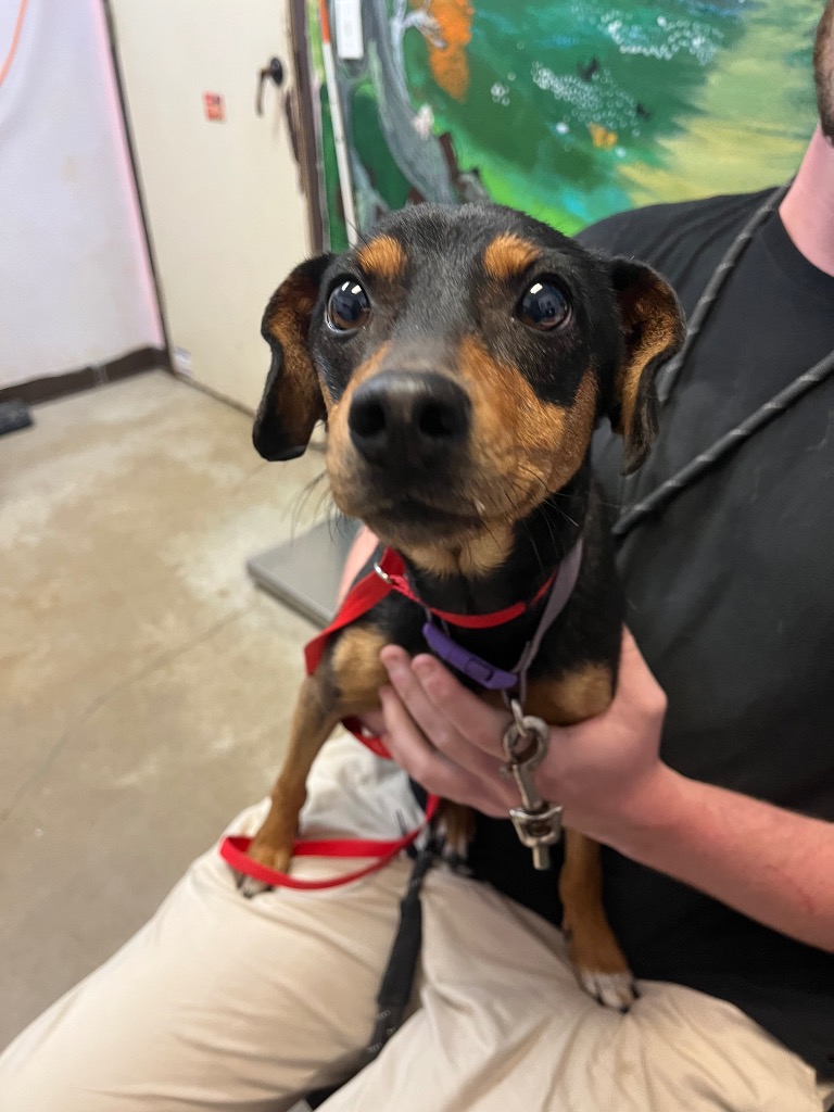 Shelter Stray Female Dog last seen Bexar County, 3353 Morningside Dr, New Braunfels, TX 78132, USA