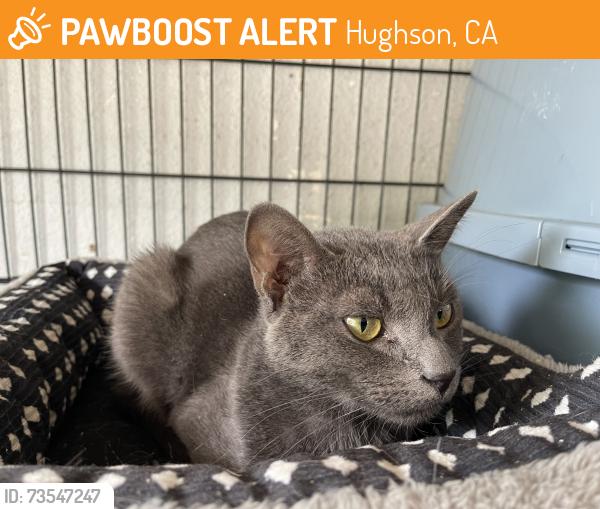 Found/Stray Male Cat last seen Hughson park, Hughson, CA 95326