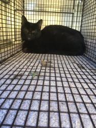 Shelter Stray Unknown Cat last seen , 3353 Morningside Dr, New Braunfels, TX 78132, USA
