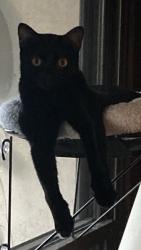 Reunited Male Cat last seen Rayford & 90th St., Los Angeles, CA 90045