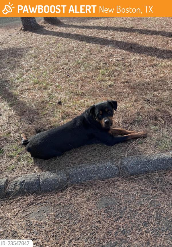 Found/Stray Male Dog last seen Mile marker 1 route 8, New Boston, TX 75570