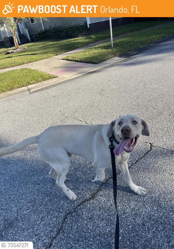 Found/Stray Male Dog last seen Bunting and Abercorn dr, Orlando, FL 32812