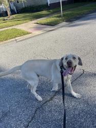 Found/Stray Male Dog last seen Bunting and Abercorn dr, Orlando, FL 32812