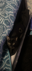 Reunited Male Cat last seen Circle park, Romeoville, IL 60446