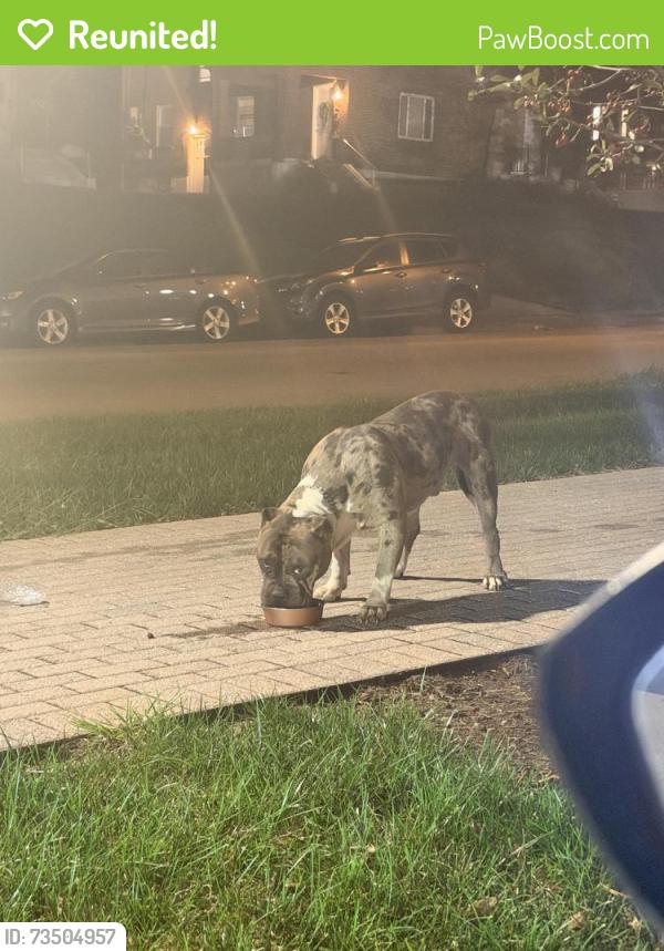 Reunited Male Dog last seen Near Dana, Cincinnati, OH 45229