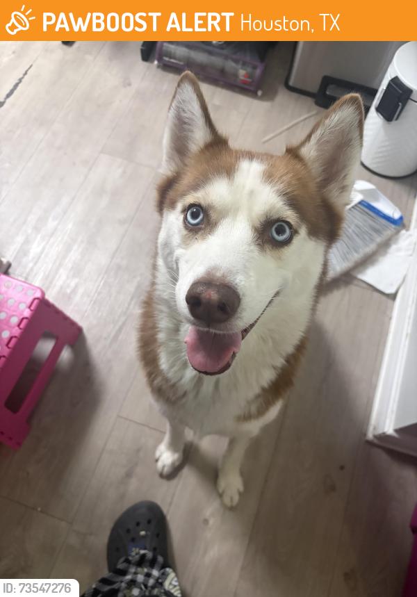 Found/Stray Female Dog last seen Wilcrest, Houston, TX 77042